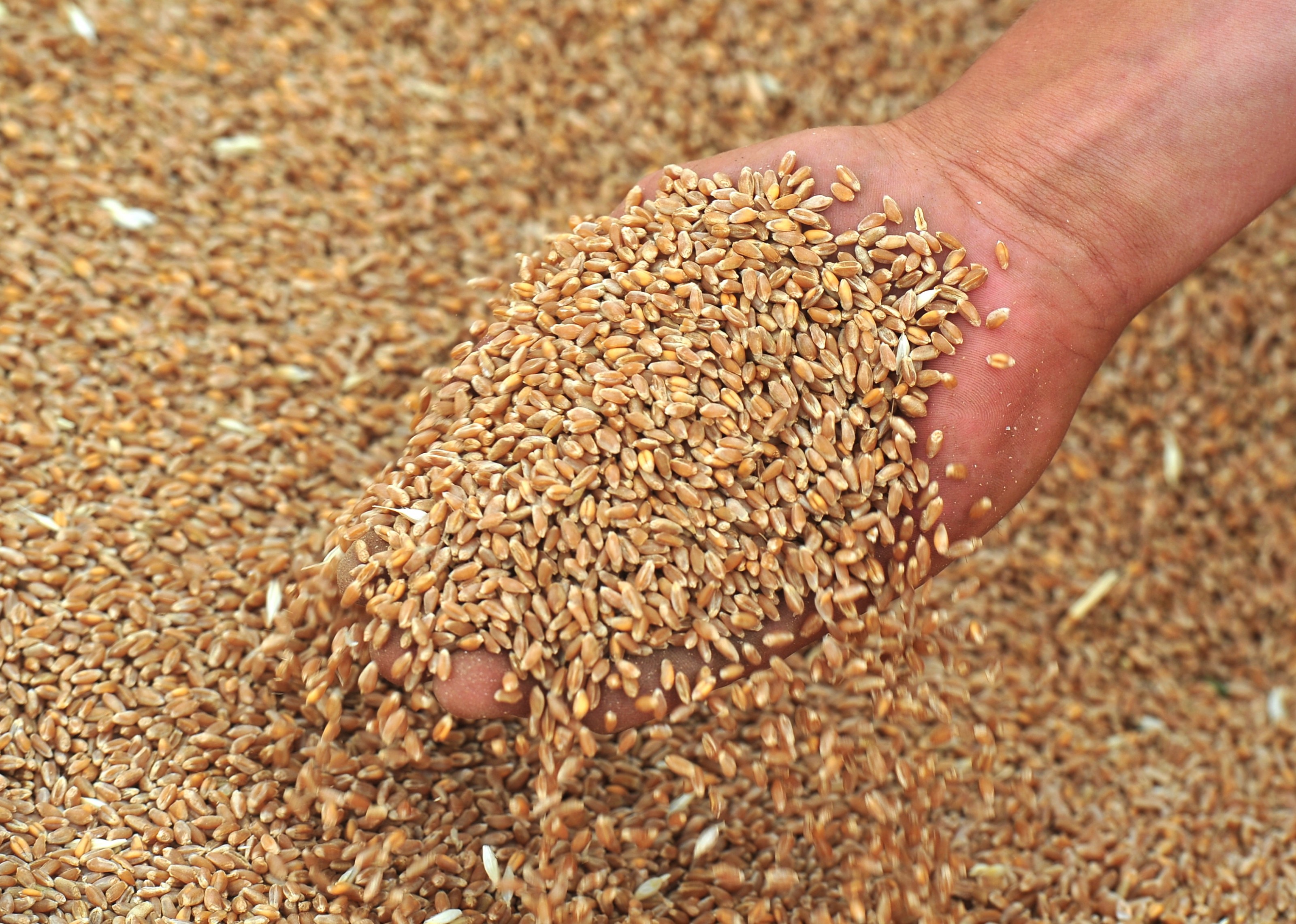 Закупка фуражного зерна. Пшеница зерно. Пшеница кормовая. Пшеница фураж. Фуражное зерно.