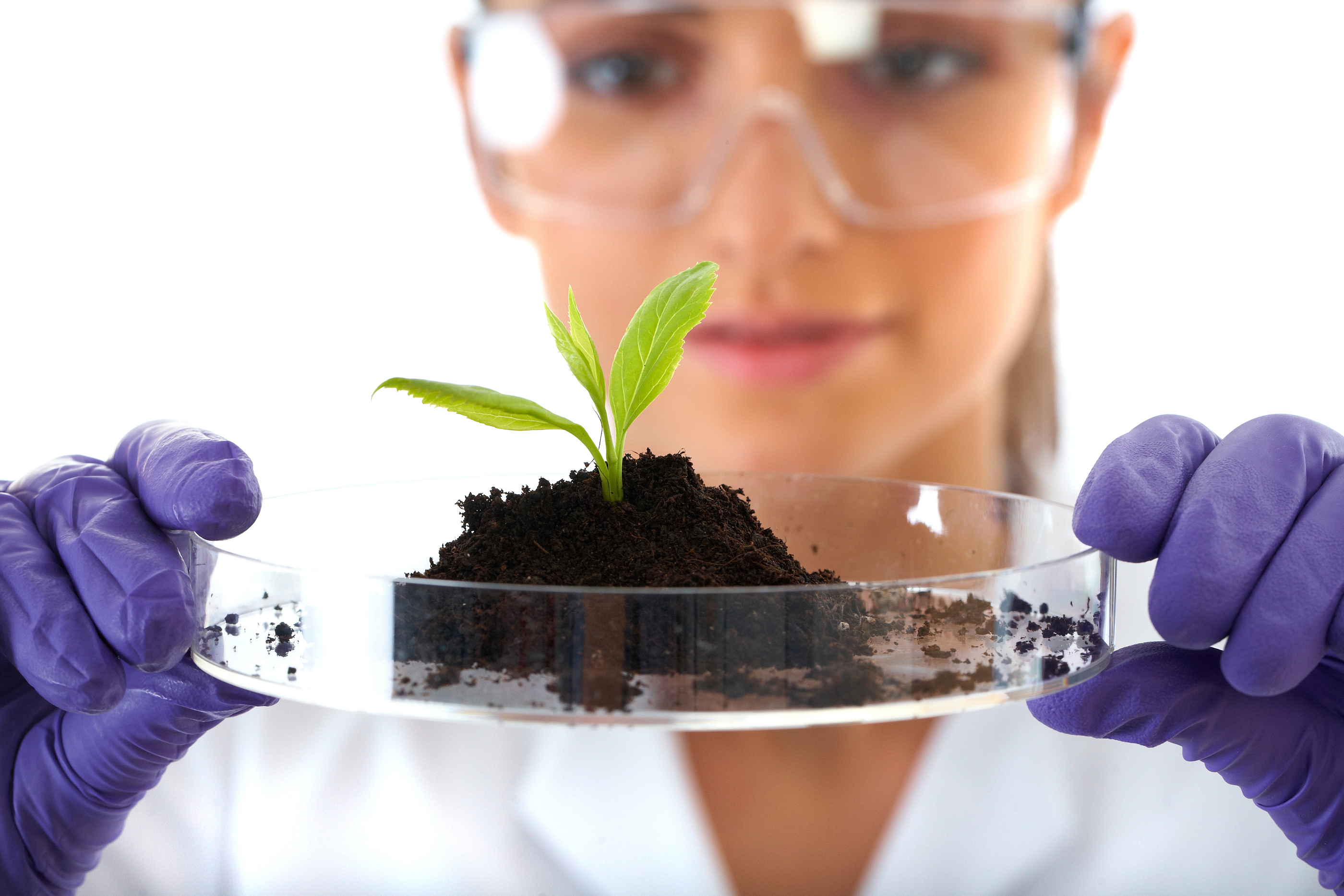 Исследование пестицидов. Лабораторные исследования почвы. Защита растений. Биологическая защита растений. Почвенная биотехнология.