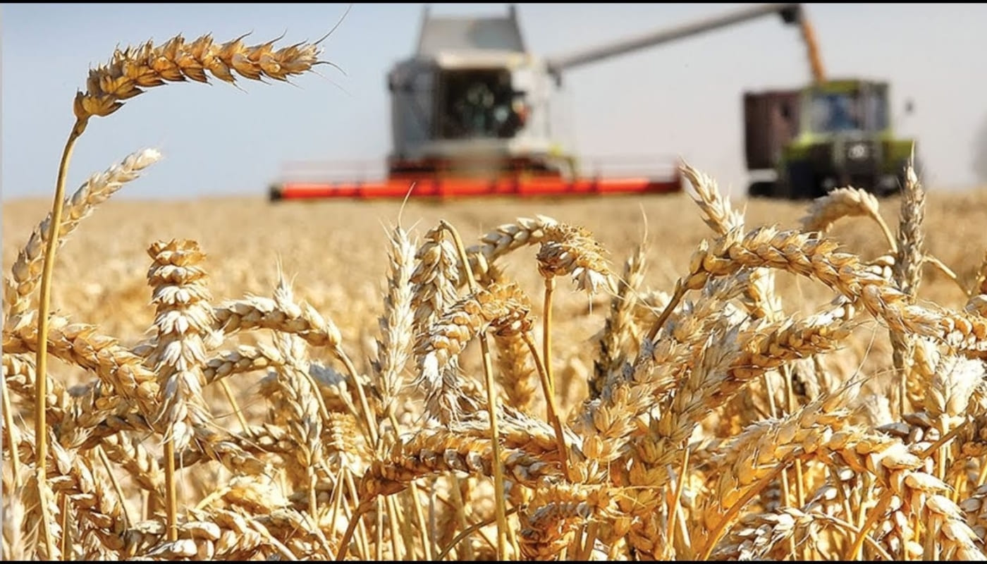 Сх рб. Сельское хозяйство урожай. Урожай зерновых. Сбор урожая пшеницы. Растениеводство пшеница.