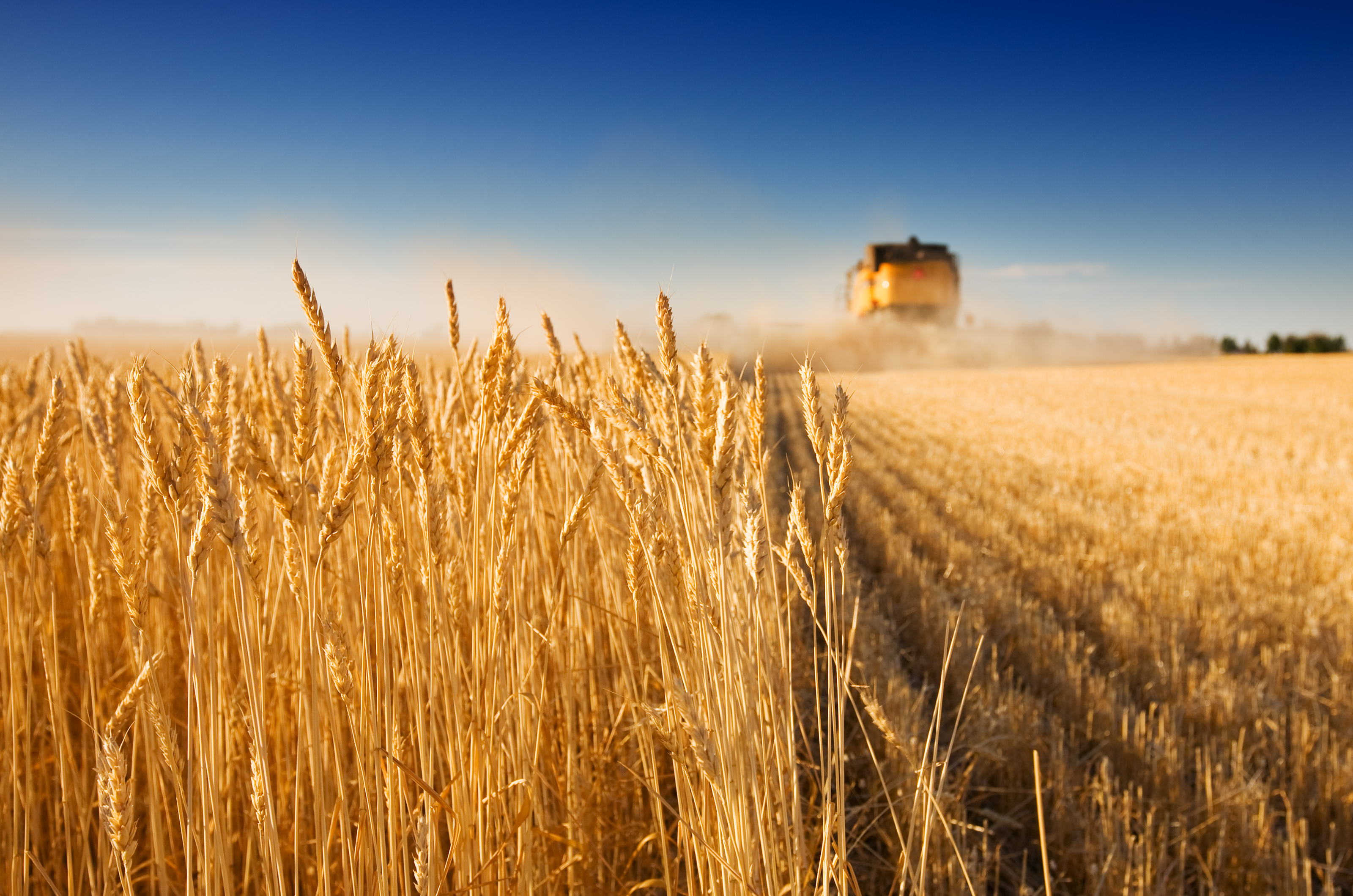 Работа пшеничное. Сельское хозяйство. Поле пшеницы. Поле сельское хозяйство. Сельское хозяйство пшеница.